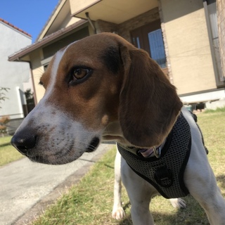 美人なビッキー、優しい里親様募集中！