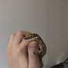 honeygecko
