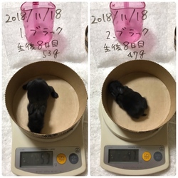 「生後8日目」サムネイル2