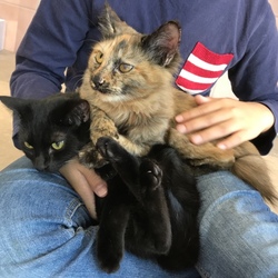 11月24日(土)に愛知県豊川市で譲渡会！ サムネイル3