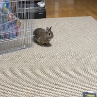 チロ