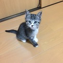 キジシロ女の子です！