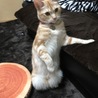 の写真