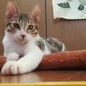 子猫 キジシロ ♂里親募集中