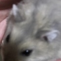 ハムスター里親募集