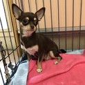 チワワのエイミちゃん