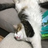 珈琲飴さん