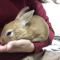 きなこ