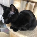 人懐こい黒猫ちゃんの男の子‼︎
