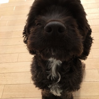 アメコカ♡交渉中の為募集終了します。