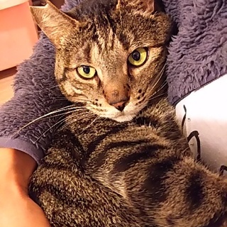 超々甘えたなFIVキャリア巨体キジトラ　トラオ君