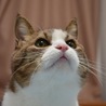 tora1993_2018