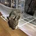 デグー里親探しています