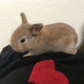 11/1生まれの子うさぎ 里親募集してます。