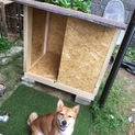 MIXのワンちゃん里親募集します！