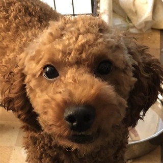 甘えん坊トイプードル1.6ヶ月 ♂