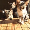 シン猫とうさん