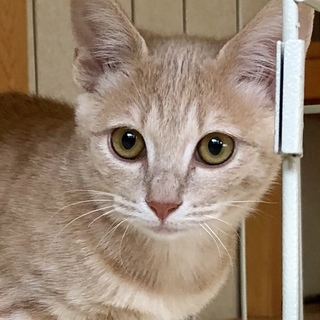 ちょっとビビリのパステル茶白　ミルクティ君