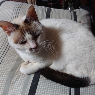 高齢夫婦が飼育する猫たちの里親様を探しています