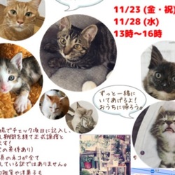 保護ネコ譲渡会in西宮！！