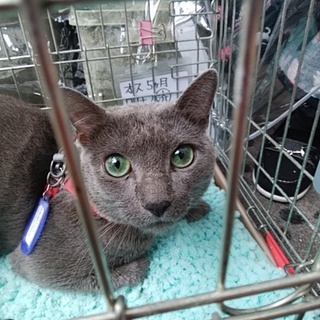 飼い主さんが急死されました。家族に迎えて下さい