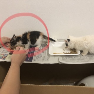 人懐こい三毛猫、白猫♂の兄妹。生後5週間目です。