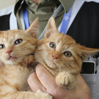 生後3か月のチャトラブラザーズ　ペアで