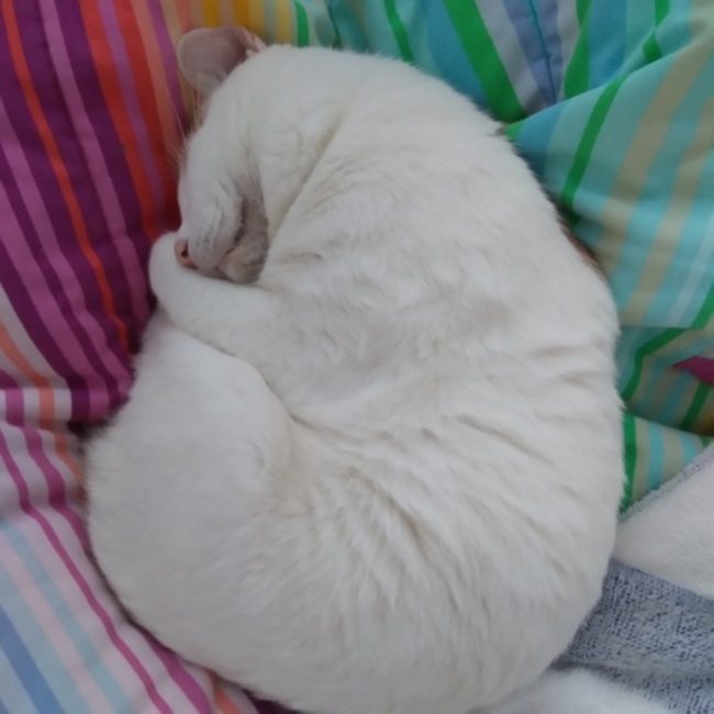 YUKIE のカバー写真