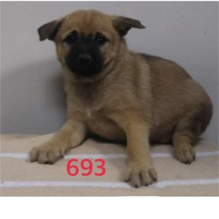 緊急です。丸々した3姉妹の子犬。助けて下さい。