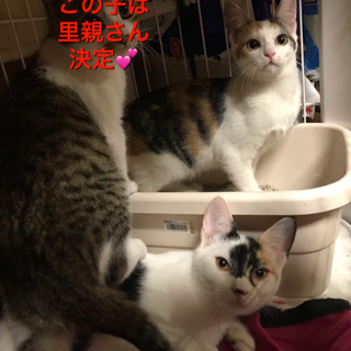 里親決定❤️個性的な三毛姉妹❤️