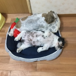 さくらとハル