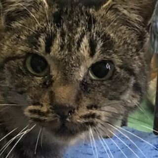 小柄な成猫キジトラちゃん♦️期限切れ２０日助けて！