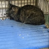 小柄な成猫キジトラちゃん♦️期限切れ２０日助けて！ サムネイル6