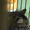 小柄な成猫キジトラちゃん♦️期限切れ２０日助けて！ サムネイル7