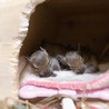 ありがとうございました。 サムネイル7