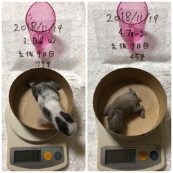 「生後9日目」サムネイル3