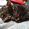 人懐っこい子猫の兄妹２匹