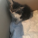 生後2カ月子猫ちゃん