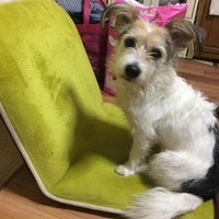 味来（みらい）