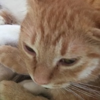 みゆ
