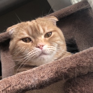 私の名前はGGです