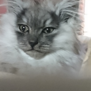 ありがとうございました！