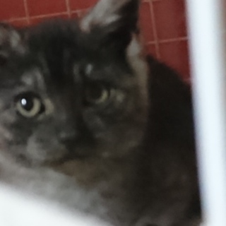 ありがとうございました。