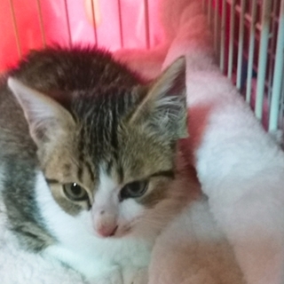 ありがとうございました。