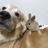 みぃうさ