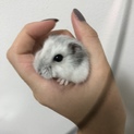 ジャンガリアンハムスターの里親さんを募集します