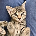 ゴロゴロ甘えん坊！キジ兄妹 オスメス