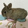 子ウサギの里親様募集しています サムネイル2