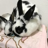 子ウサギの里親様募集しています サムネイル5