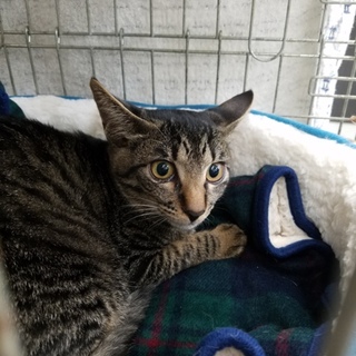 シャイボーイ.力丸です